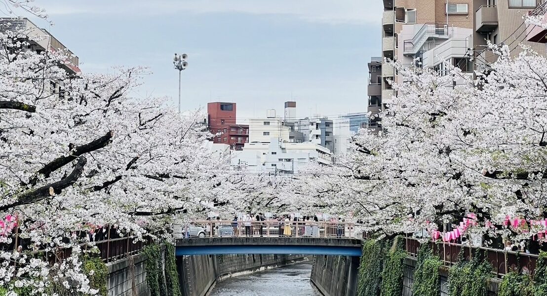 中目黒　桜　混雑